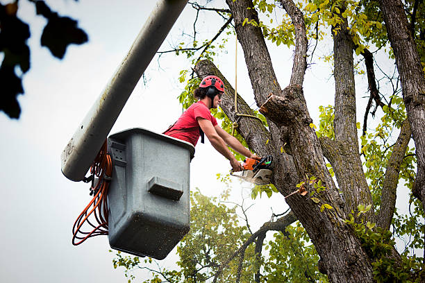 Professional Tree Removal and Landscaping Services in Napili Honokowai, HI